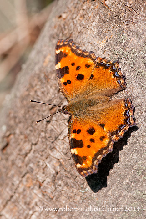 Nymphalis polychloros